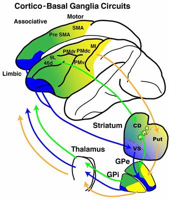 Roles of Multiple Globus Pallidus Territories of Monkeys and Humans in Motivation, Cognition and Action: An Anatomical, Physiological and Pathophysiological Review